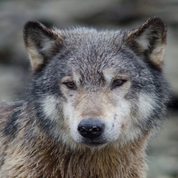 Daily Dive # 266 | Possible Tool Use By Wolves Recorded for the First Time