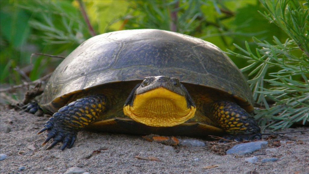 Daily Dive # 268 | Blanding’s Turtle Headstarting Program at the Toronto Zoo