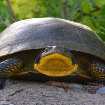 Daily Dive # 268 | Blanding’s Turtle Headstarting Program at the Toronto Zoo