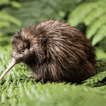 Virtual Field Trip to the National Kiwi Hatchery in New Zealand