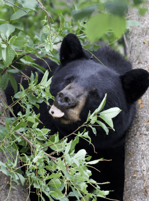 Le Monde des Ours des Rocheuses