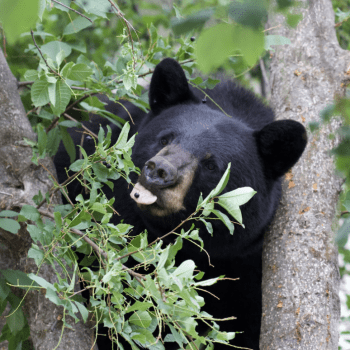 The World of Rocky Mountain Bears