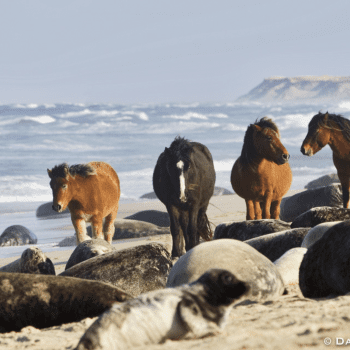 Live From Sable Island