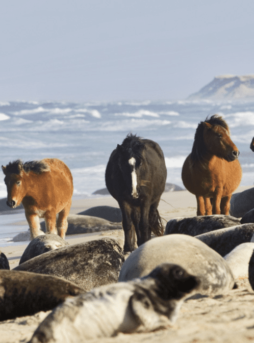 Live From Sable Island