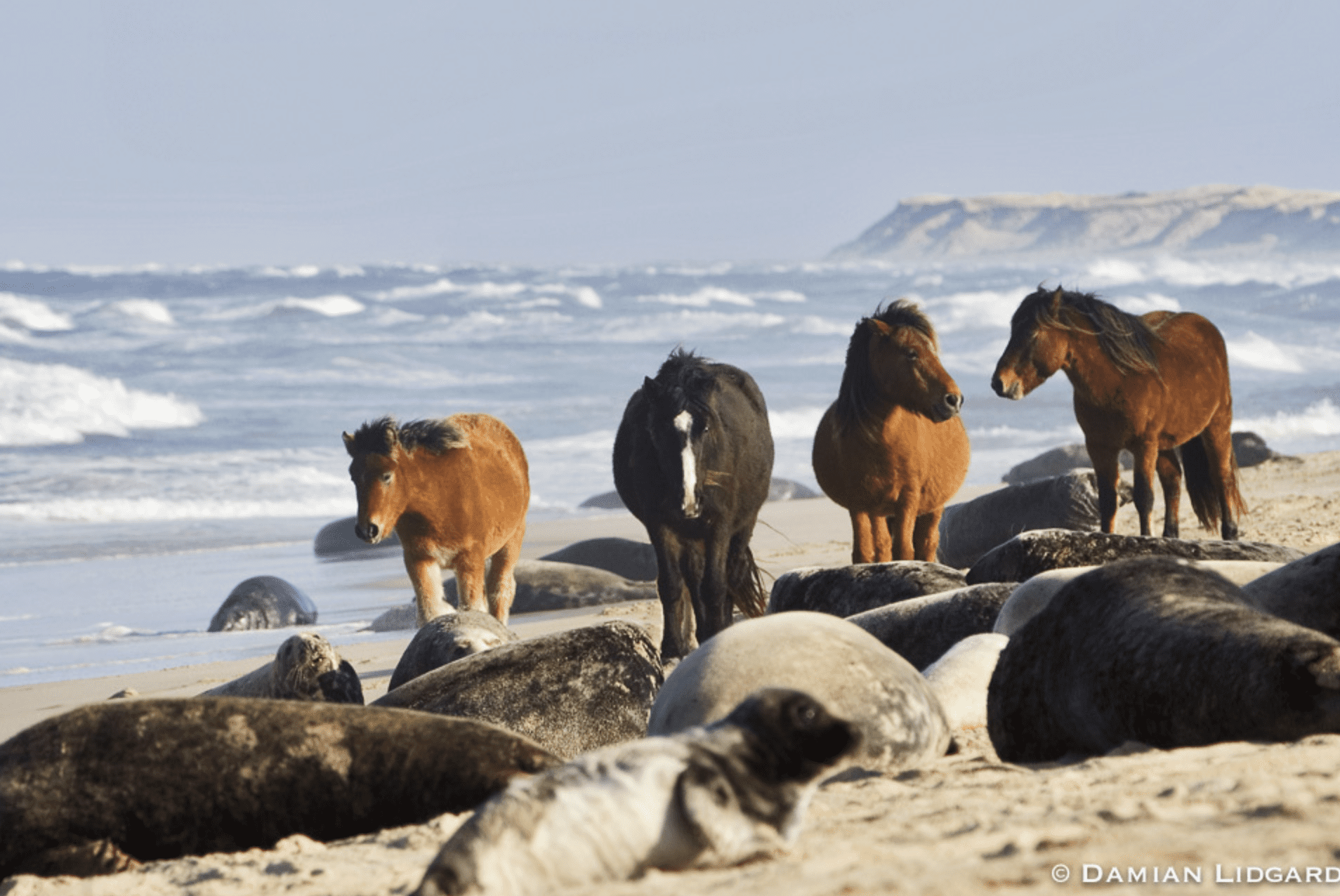 Live From Sable Island