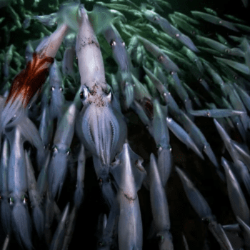Plankton Poop and the Largest Migration on Earth With the RV Falkor (Too)