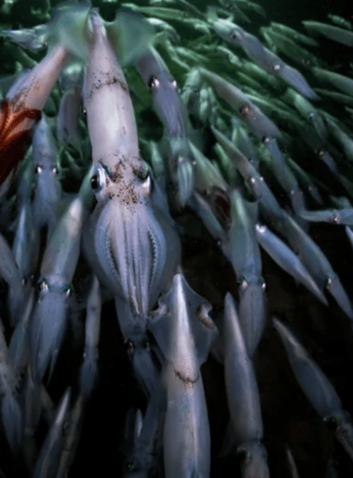 Plankton Poop and the Largest Migration on Earth With the RV Falkor (Too)