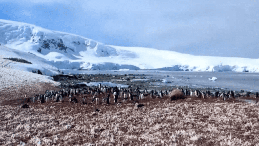 Daily Dive # 275 | Visiting a Gentoo Penguin Colony On the South Shetland Islands