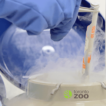 Daily Dive # 272 | Safeguarding Biodiversity Through Cryogenics at the Toronto Zoo