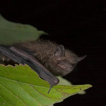 Daily Dive # 269 | Mapping Bat Habitat Through Acoustic Monitoring at the Toronto Zoo