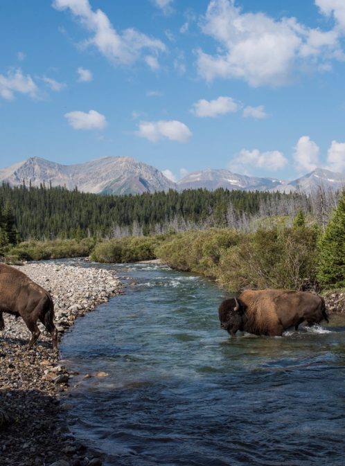 Le retour des bisons à Banff 