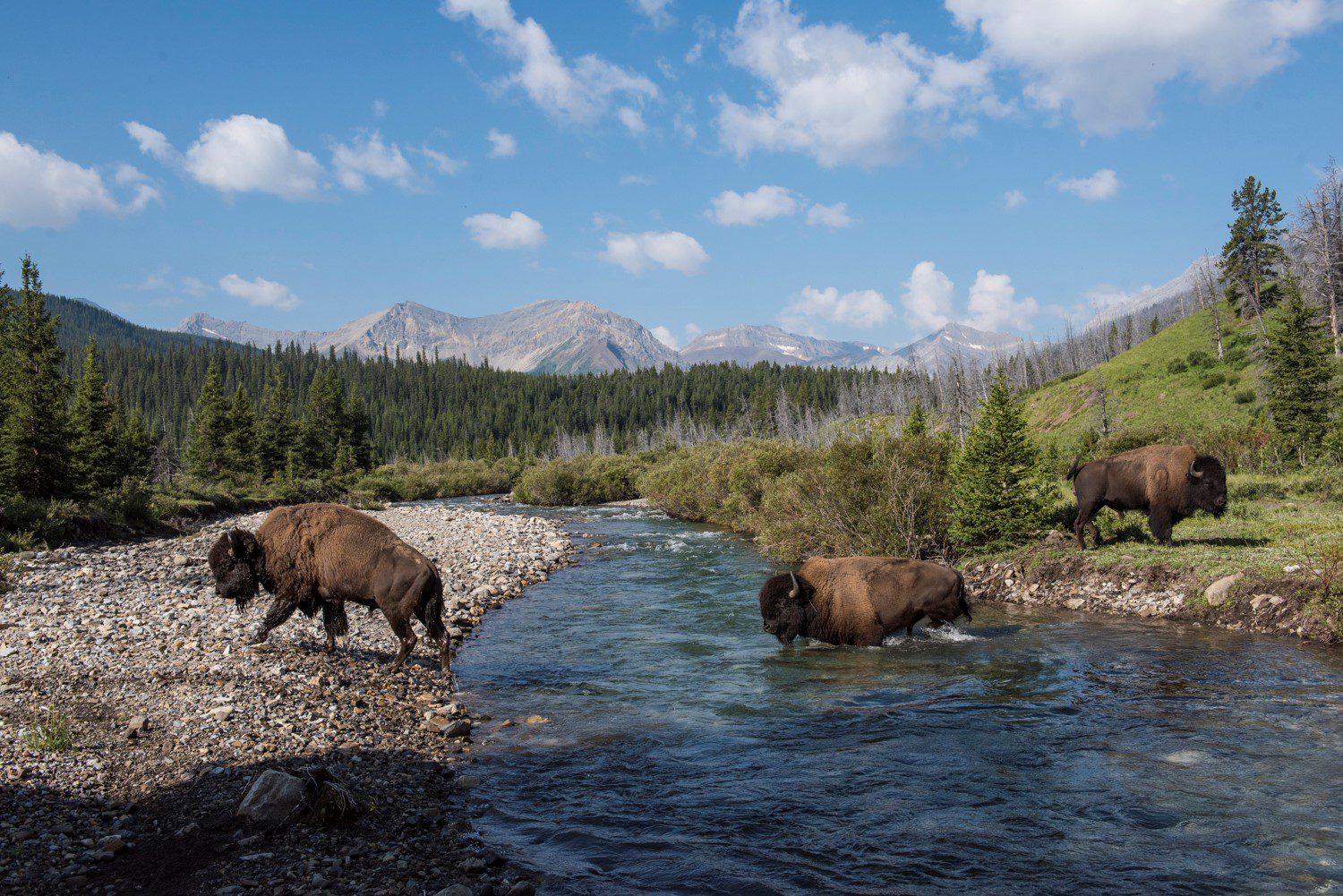 Le retour des bisons à Banff 