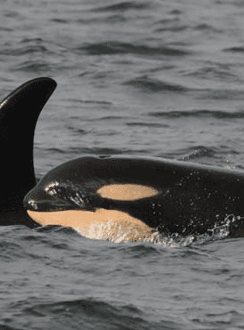 Devenir une baleine!