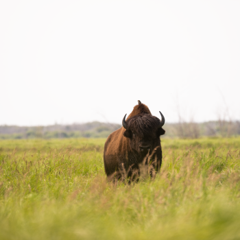 From Bison Hooves to Hiking Boots