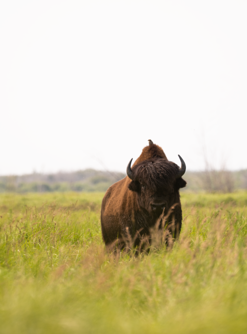 From Bison Hooves to Hiking Boots