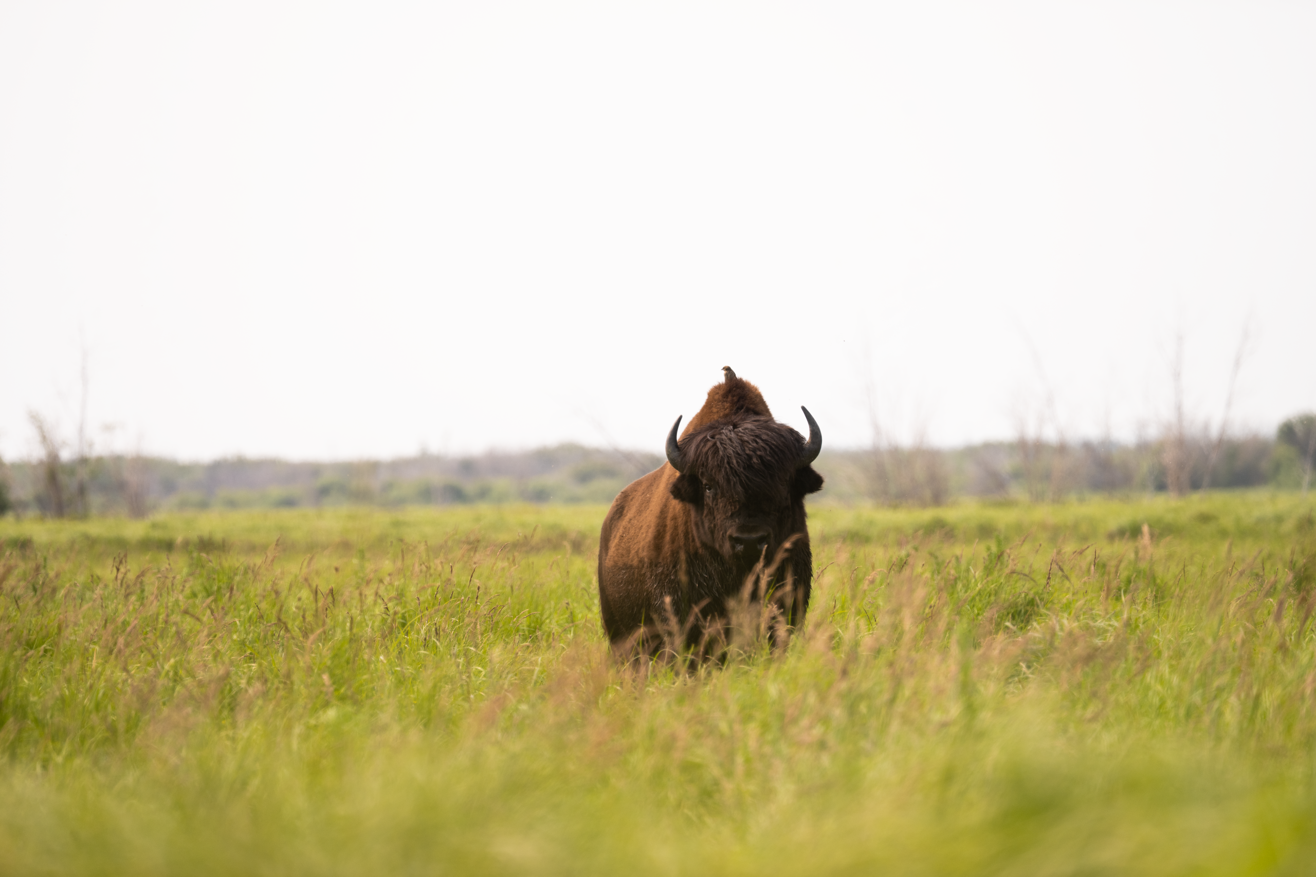 From Bison Hooves to Hiking Boots