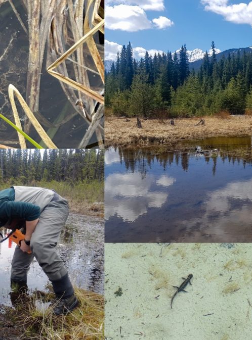 Chroniques de l’étang