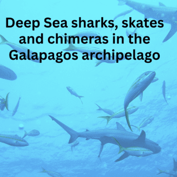 Around the Americas: Deep-sea Sharks, Skates and Chimeras in the Galapagos