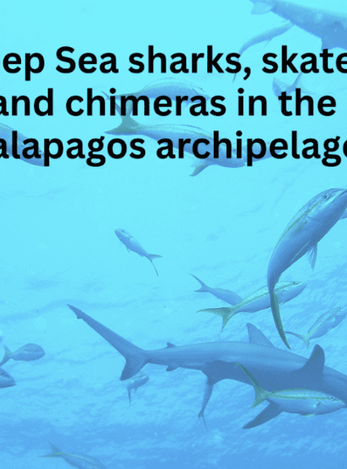 Around the Americas: Deep-sea Sharks, Skates and Chimeras in the Galapagos