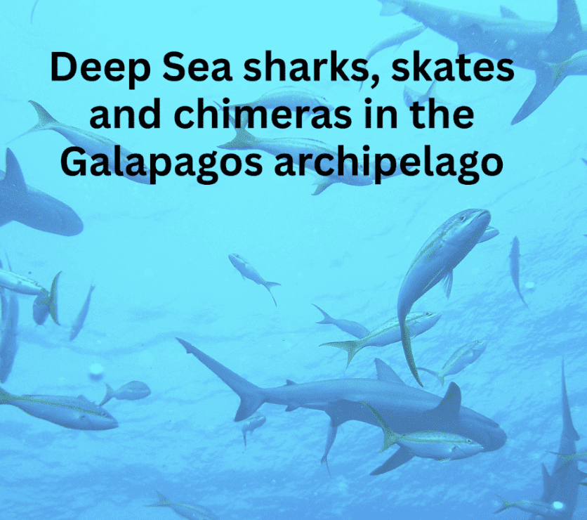 Around the Americas: Deep-sea Sharks, Skates and Chimeras in the Galapagos