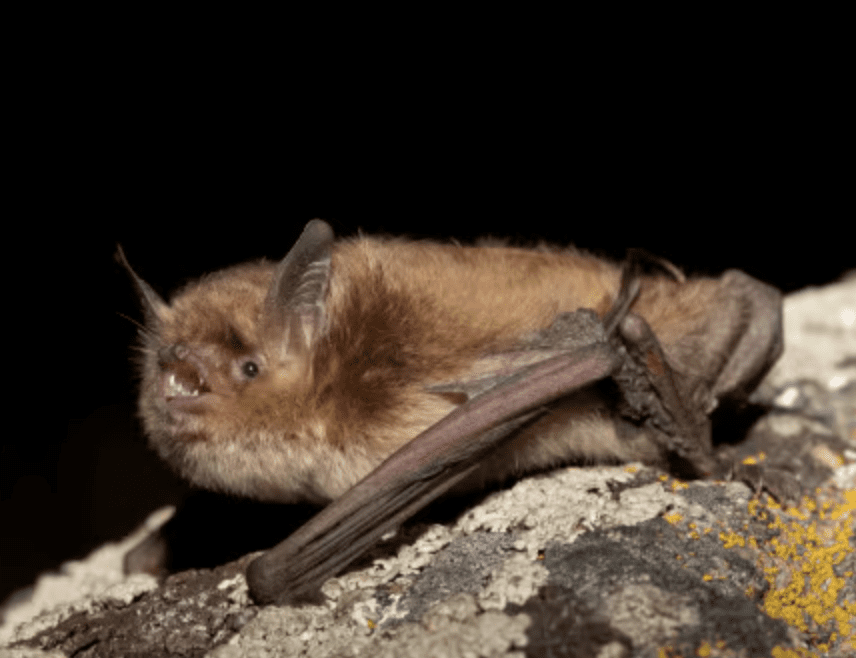 Connaissez-vous les chauves-souris ? 