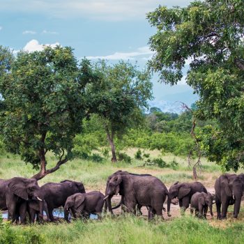 Live Safari in Malawi