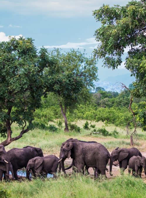 Live Safari in Malawi