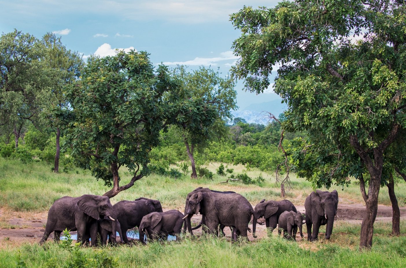 Live Safari in Malawi