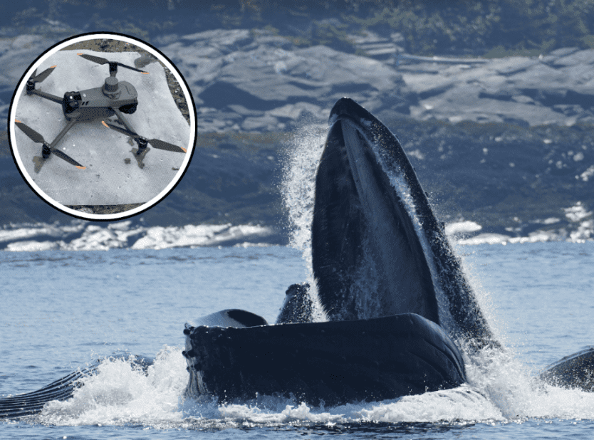 Around the Americas: How Drones Can Save Whales