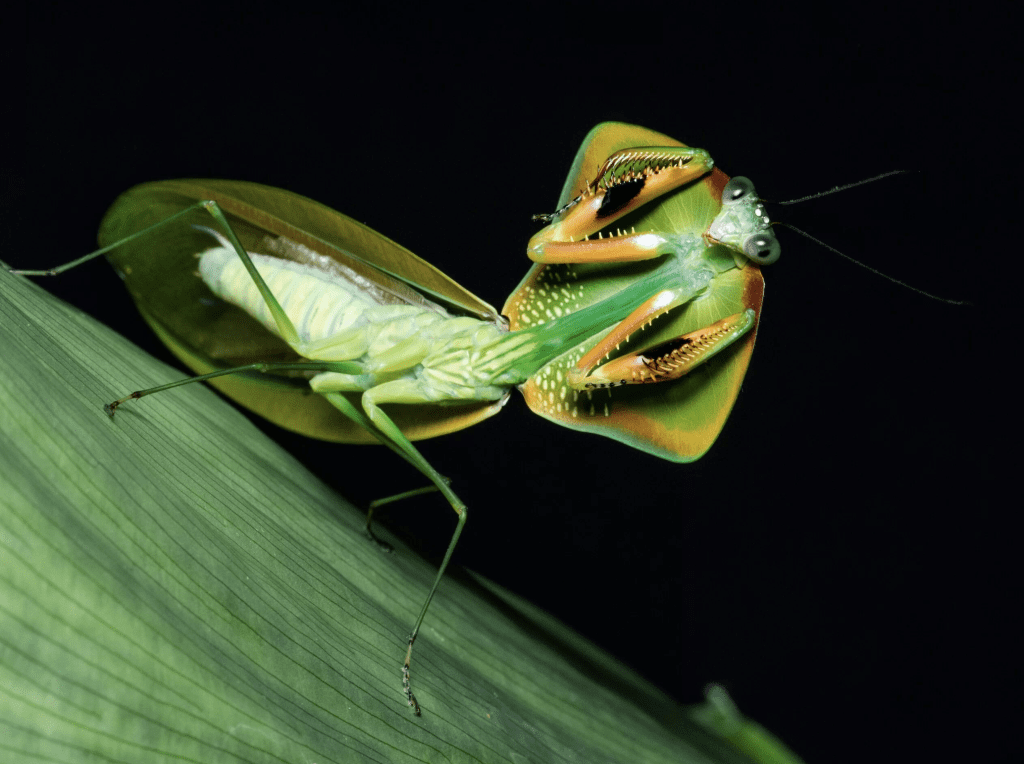 Rainforest Nights Chasing Praying Mantises With Leo Lanna - Exploring ...
