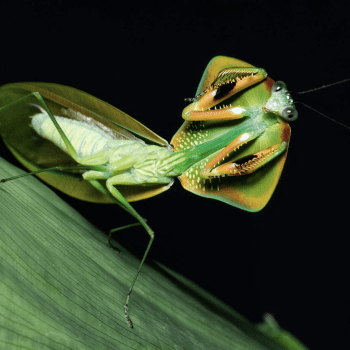 Rainforest Nights Chasing Praying Mantises With Leo Lanna 