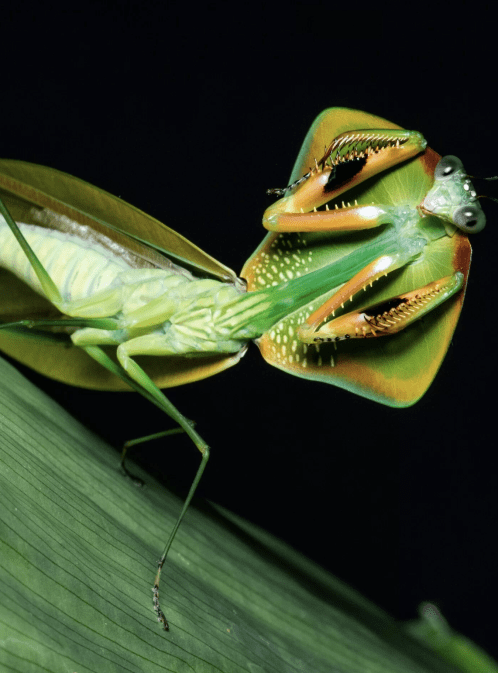 Rainforest Nights Chasing Praying Mantises With Leo Lanna 