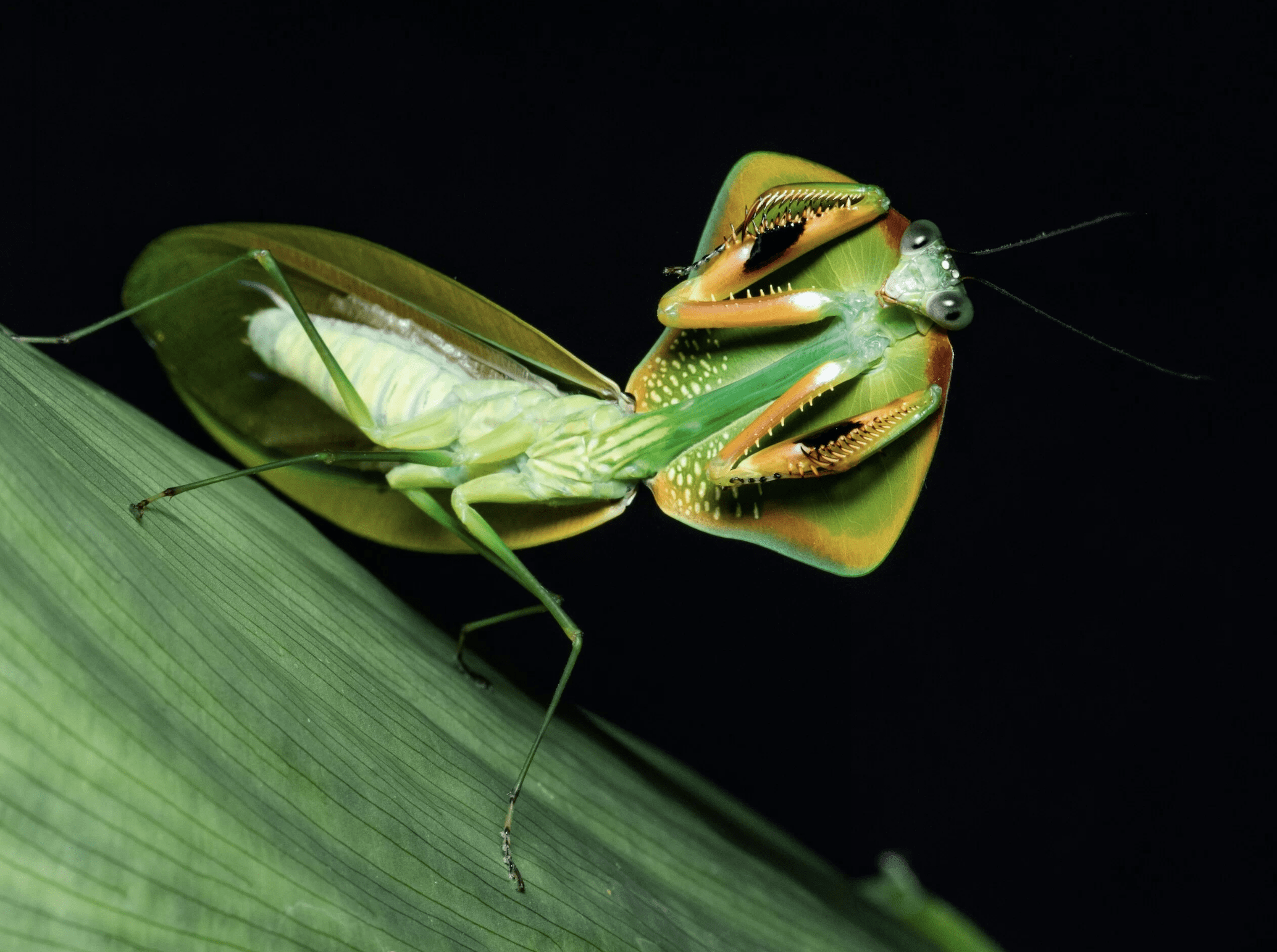 Rainforest Nights Chasing Praying Mantises With Leo Lanna 