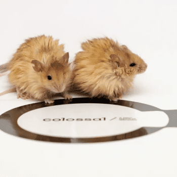 Meet Colossal’s Woolly Mice: A Step Towards Bringing Back the Wooly Mammoth
