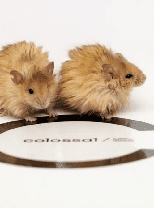 Meet Colossal’s Woolly Mice: A Step Towards Bringing Back the Wooly Mammoth