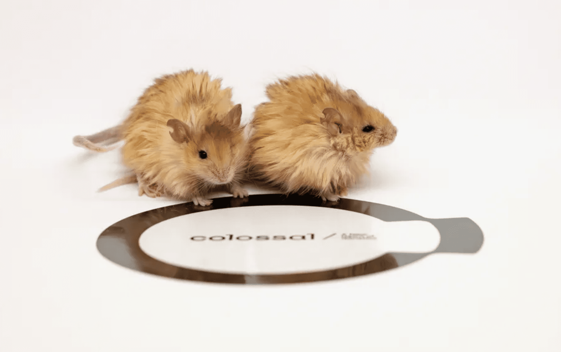 Meet Colossal’s Woolly Mice: A Step Towards Bringing Back the Wooly Mammoth