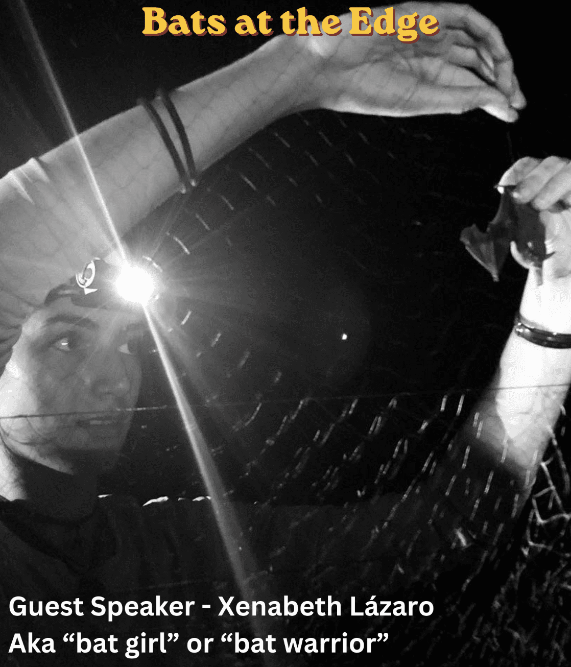 Around the Americas: Bats at the Edge of the World