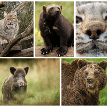 Wild Europe Live: Discovering European Animals at Whipsnade Zoo!