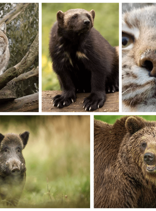 Wild Europe Live: Discovering European Animals at Whipsnade Zoo!