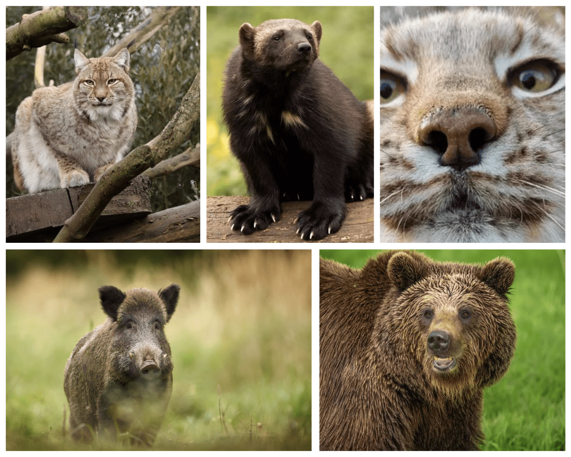 Wild Europe Live: Discovering European Animals at Whipsnade Zoo!