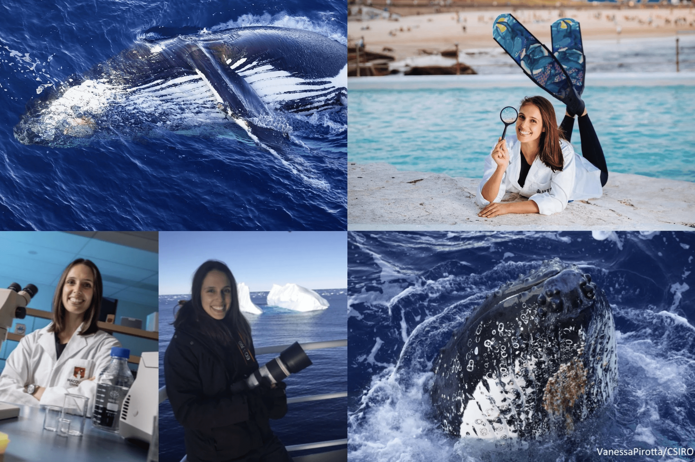 Uncovering the Secrets of Whales with Vanessa Pirotta