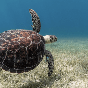 Saving Sea Turtles with Lucas Meers