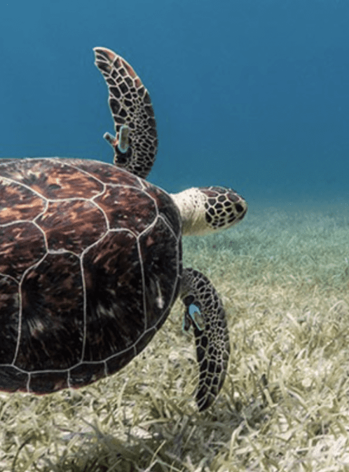 Saving Sea Turtles with Lucas Meers