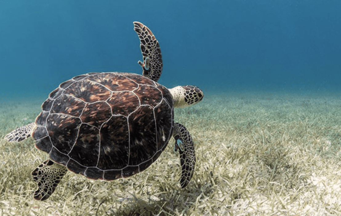 Saving Sea Turtles with Lucas Meers