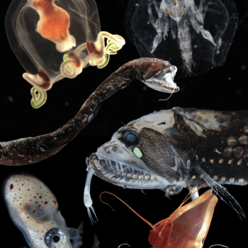 Cool and Crazy Critters of the Deep