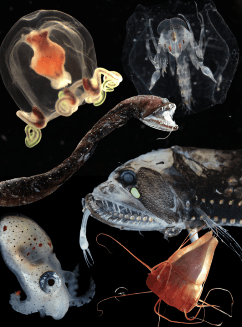 Cool and Crazy Critters of the Deep