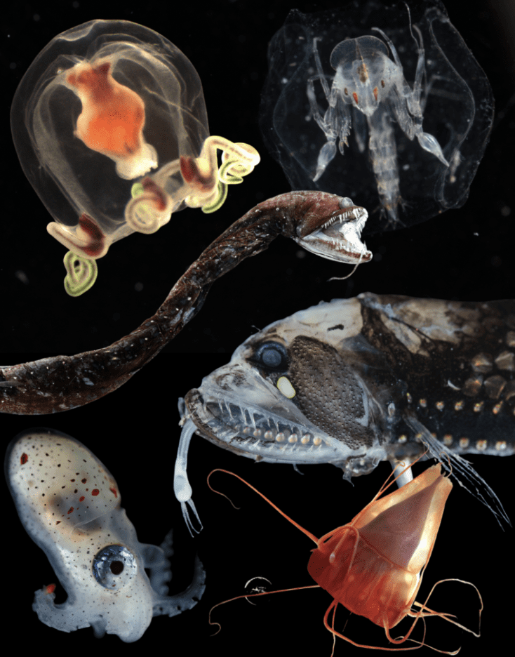 Cool and Crazy Critters of the Deep