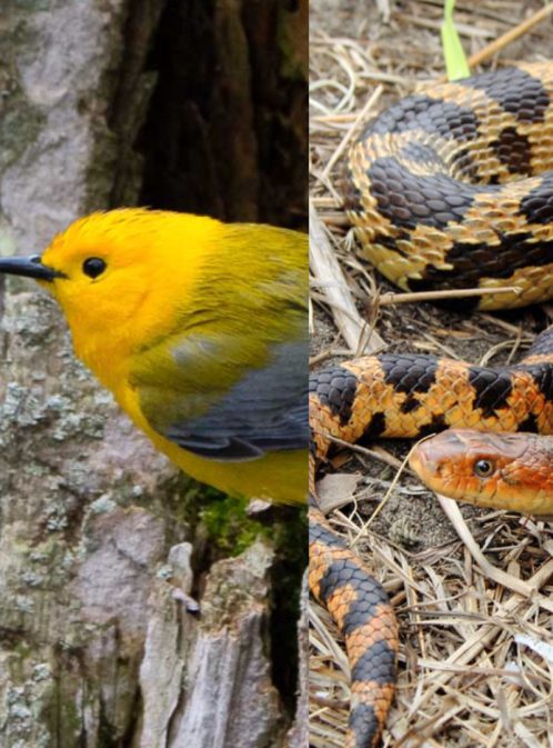 Une puissance naturelle! La biodiversité dans le parc national de la Pointe-Pelée