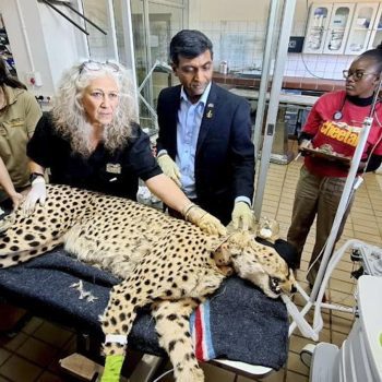 Protecting Cheetahs With Dr. Laurie Marker