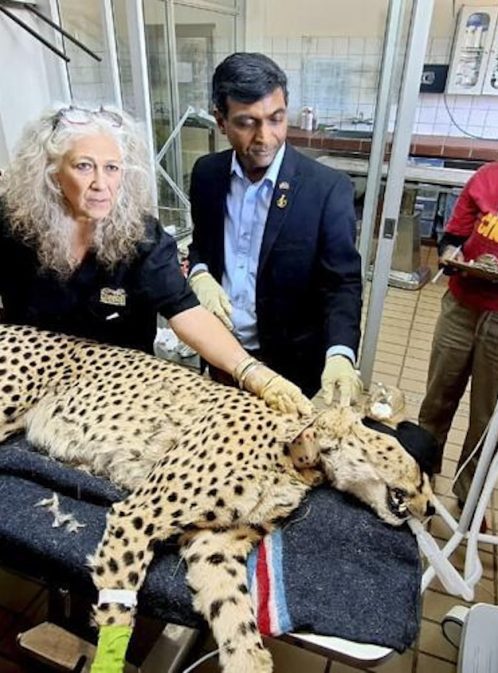Protecting Cheetahs With Dr. Laurie Marker